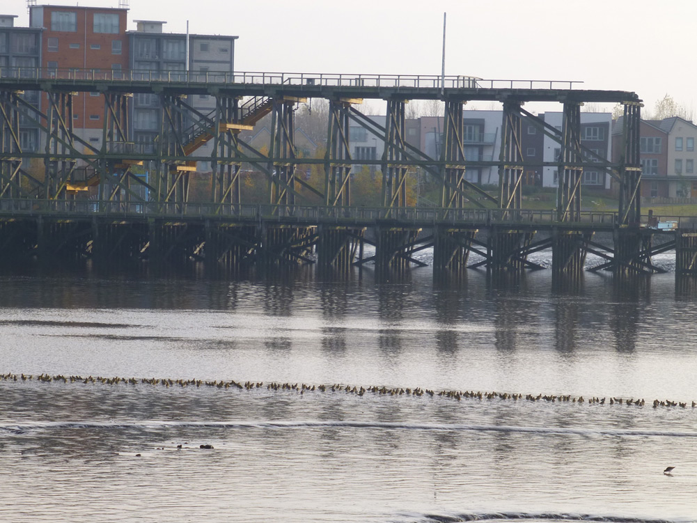 Golden-Plover-Jenny-Loring