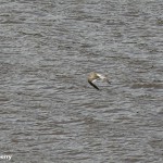 A redshank in flight over the Tyne. © Jonathan Siberry, Licensed for Reuse Under Creative Commons (CC-BY-2.0 UK) via Flickr